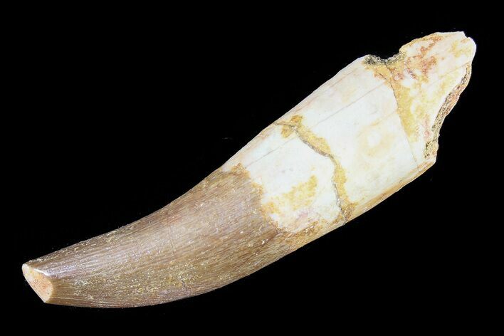 Fossil Plesiosaur (Zarafasaura) Tooth - Morocco #81823